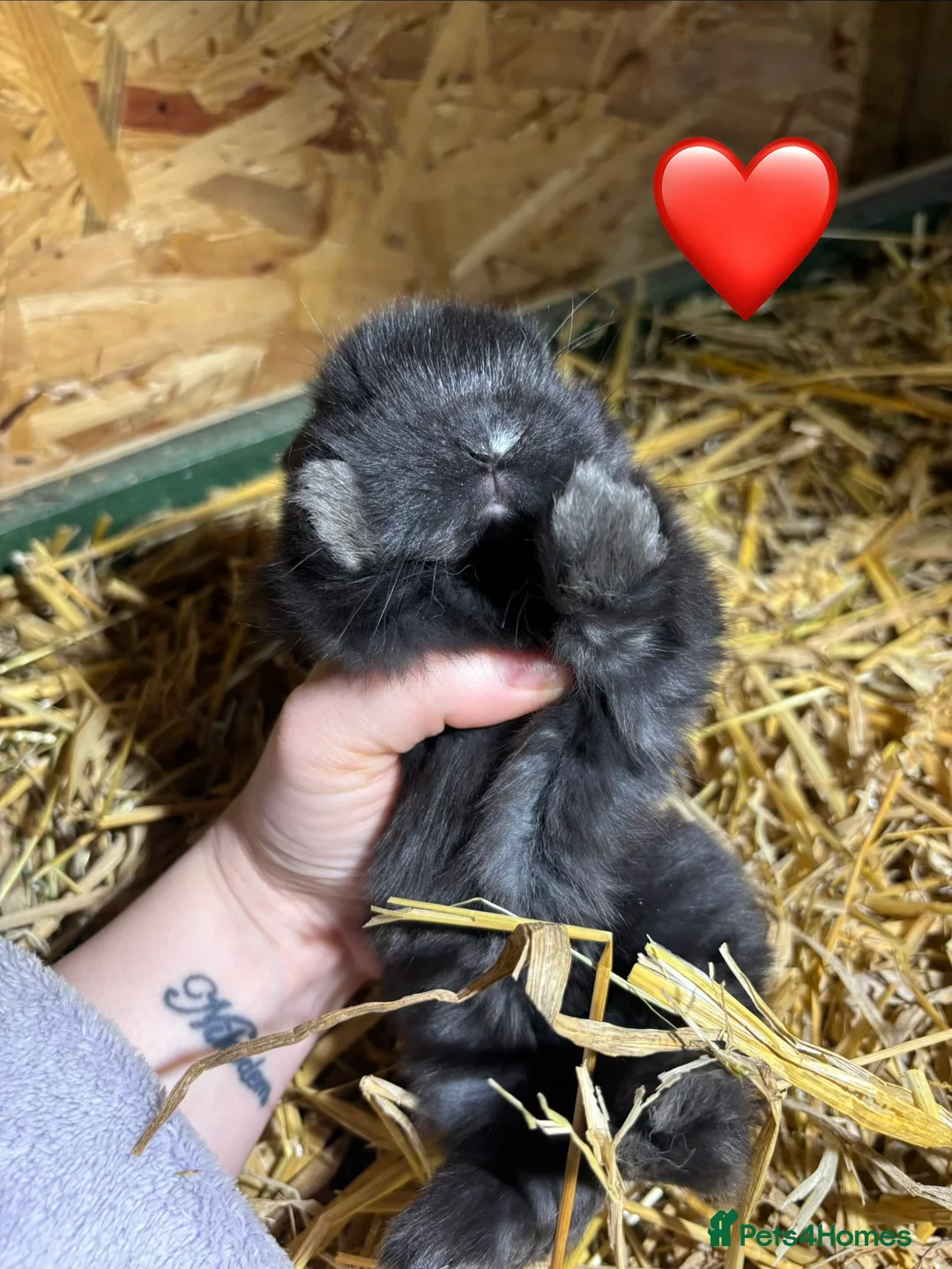 Mini Lop rabbits for sale: 🐰Adorable Mini Lops Kits🐰 - Advert 3
