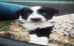 Border Collie dogs for sale: Beautiful Fluffy collie pups for sale  - Image 10