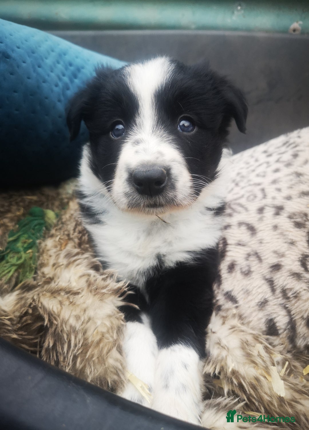 Border Collie dogs for sale: Beautiful Fluffy collie pups for sale  - Image 10