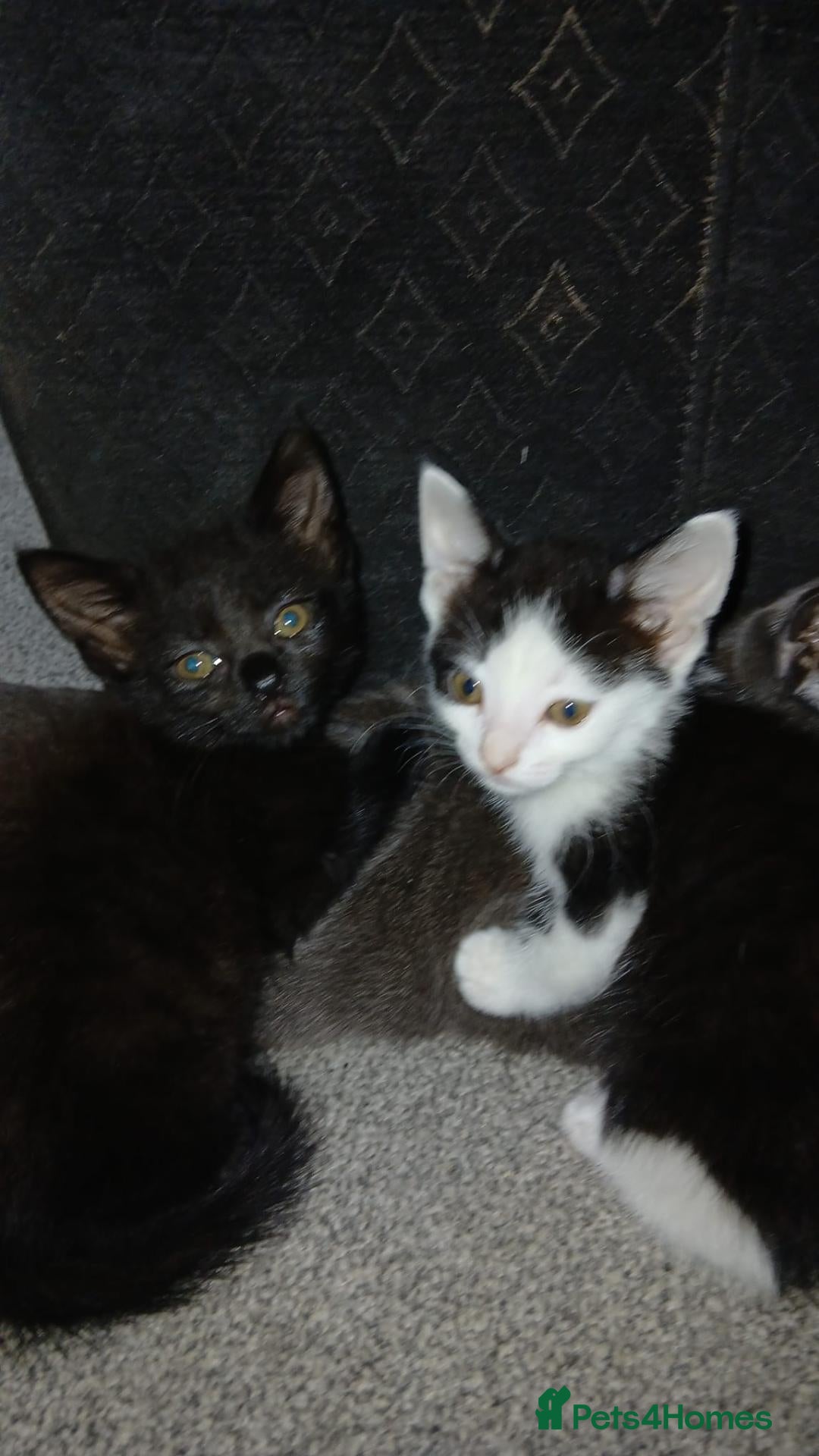 Mixed Breed cats Forever homes required - Advert 6