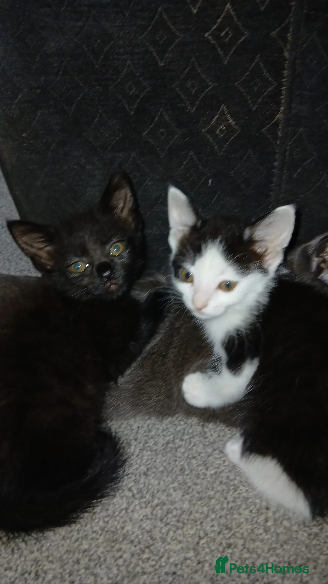 Mixed Breed cats for sale: Forever homes required in Gravesend - Advert 2