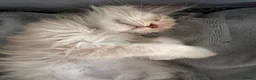 Maine Coon cats for sale: Maine Coon 3/4 Cross Kittens  - Advert 21