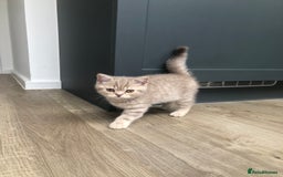 British Shorthair cats for sale: 4 Adorable Kittens are looking for new homes  - Image 1