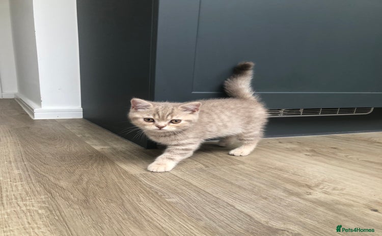 British Shorthair cats - Advert 2