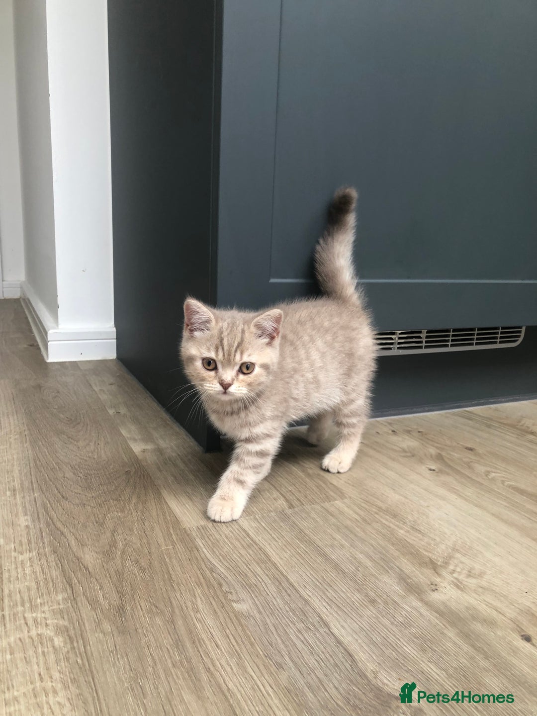 British Shorthair cats for sale: 4 Adorable Kittens are looking for new homes  - Image 1