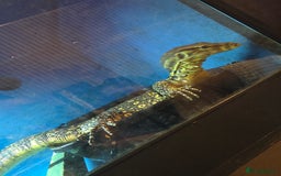 Monitor reptiles for sale: Asian water monitor  - Image 4