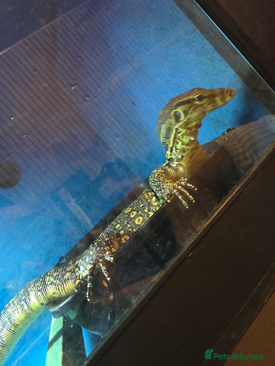 Monitor reptiles for sale: Asian water monitor  - Image 4