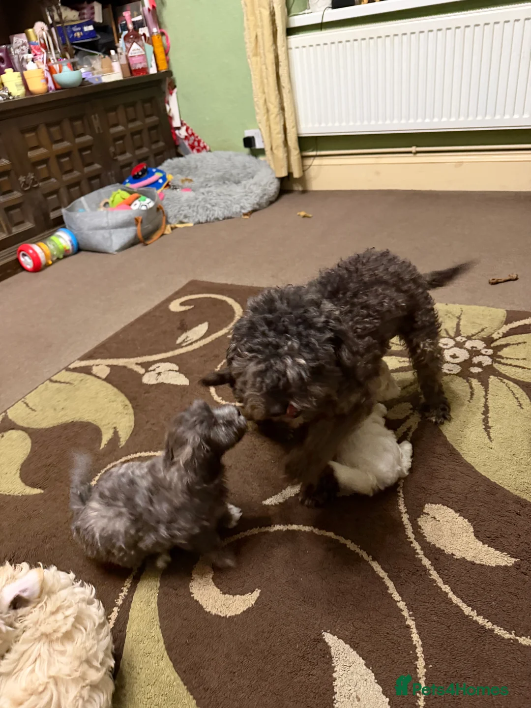 Mixed Breed dogs for sale: 🐾🐾🐾Maltipoo Puppies 🐾🐾🐾 - Advert 18