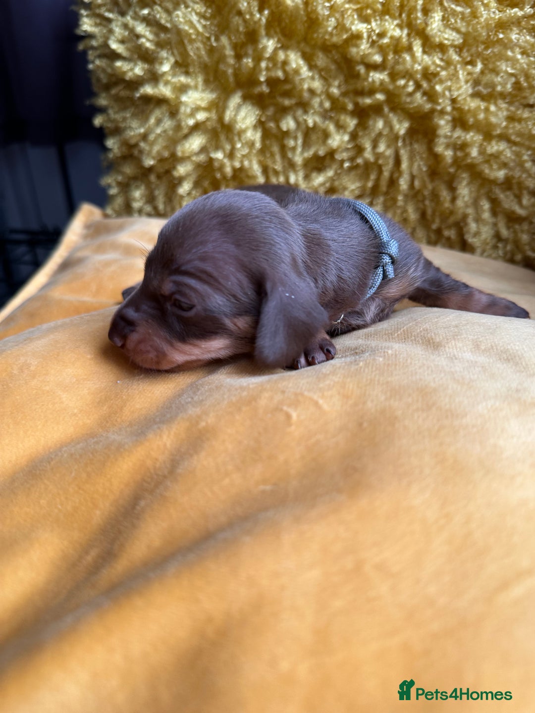 Miniature Dachshund dogs for sale: Miniature Dachshund stunning puppies  - Image 26