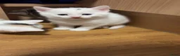 Mixed Breed cats for sale: WHITE BOY KITTEN - Advert 4