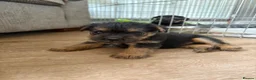 Mixed Breed dogs for sale: Norfolk Terrier Puppies in Fakenham - Advert 3