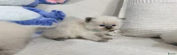 Ragdoll cats for sale: Stunning Bluepoint Ragdoll Kittens for sale - Advert 9