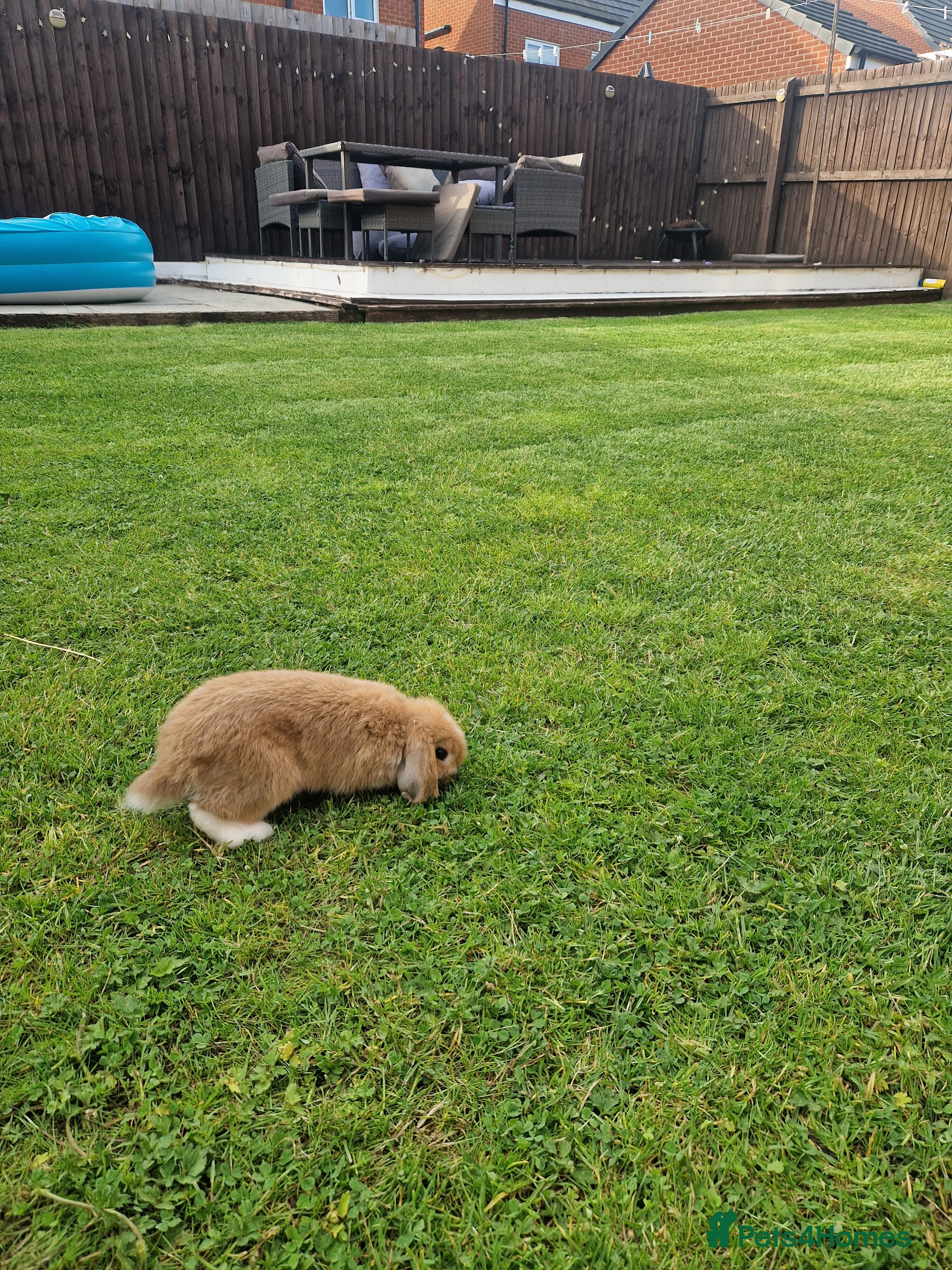 Mini Lop rabbits Mini Lop rabbit - Advert 1