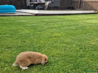 Mini Lop rabbits Mini Lop rabbit - Advert 1
