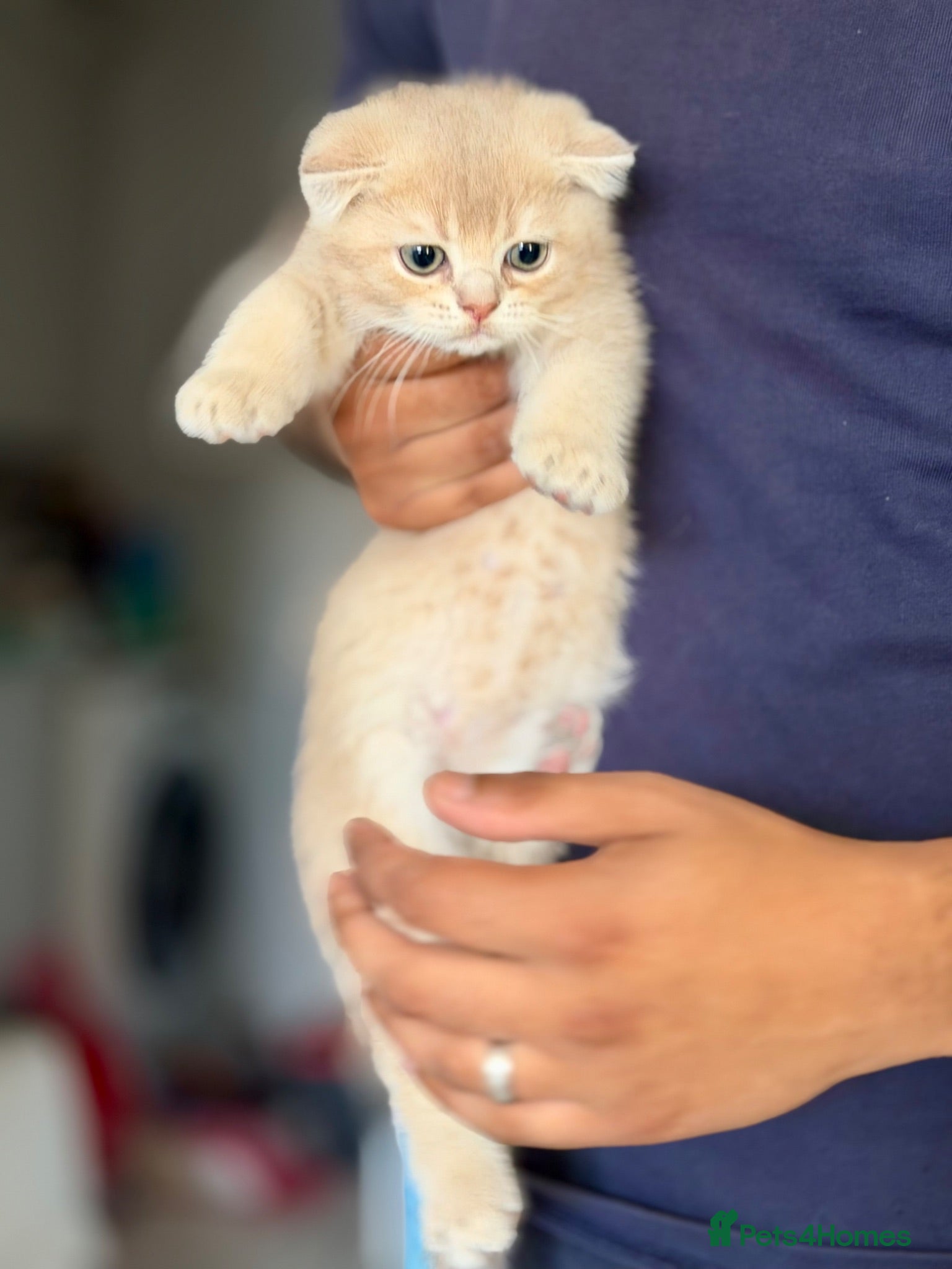 Scottish Fold cats **Price Drop** **TICA registered** - Advert 2