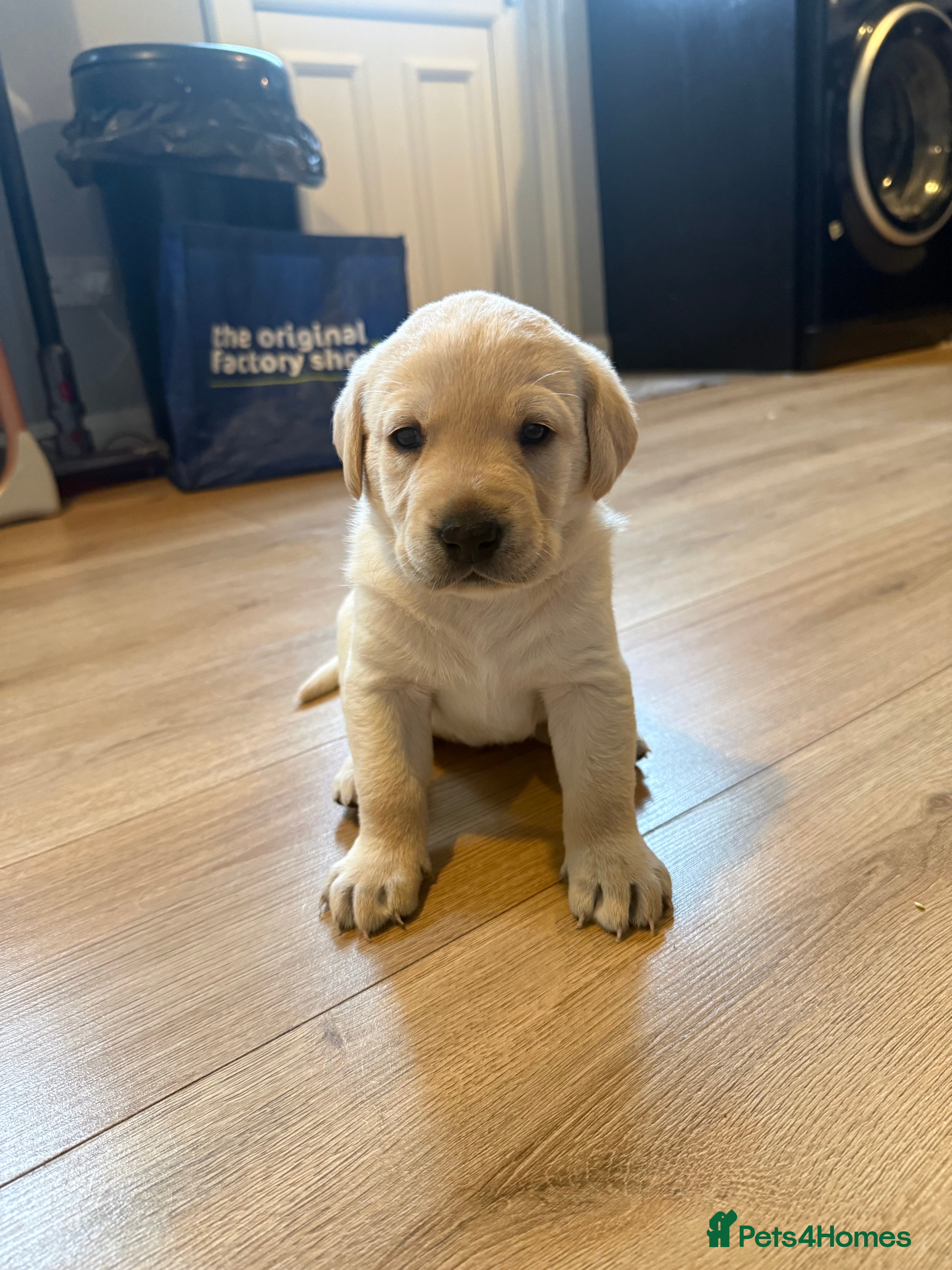 Labrador Retriever dogs  KC registered Labrador puppies for sale  - Advert 2