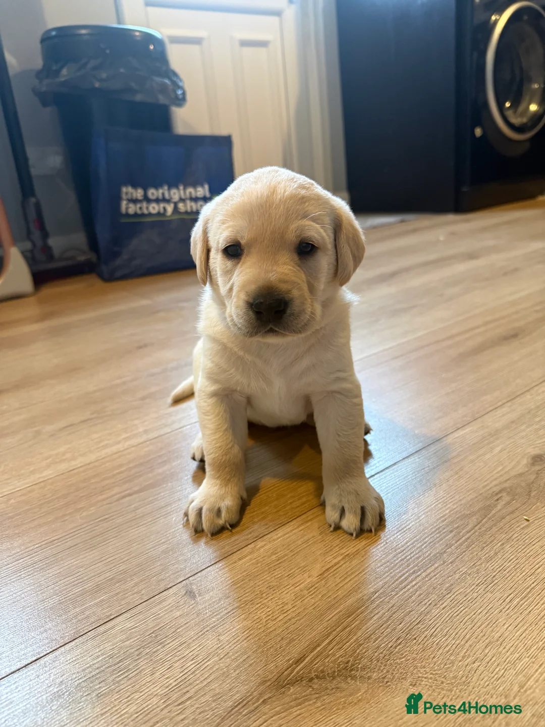 Labrador Retriever dogs for sale:  KC registered Labrador puppies for sale  - Advert 1