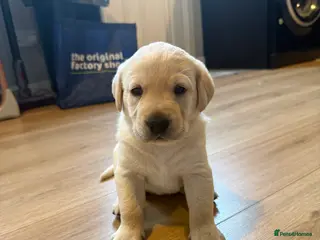 Labrador Retriever dogs KC registered Labrador puppies for sale - Advert 3