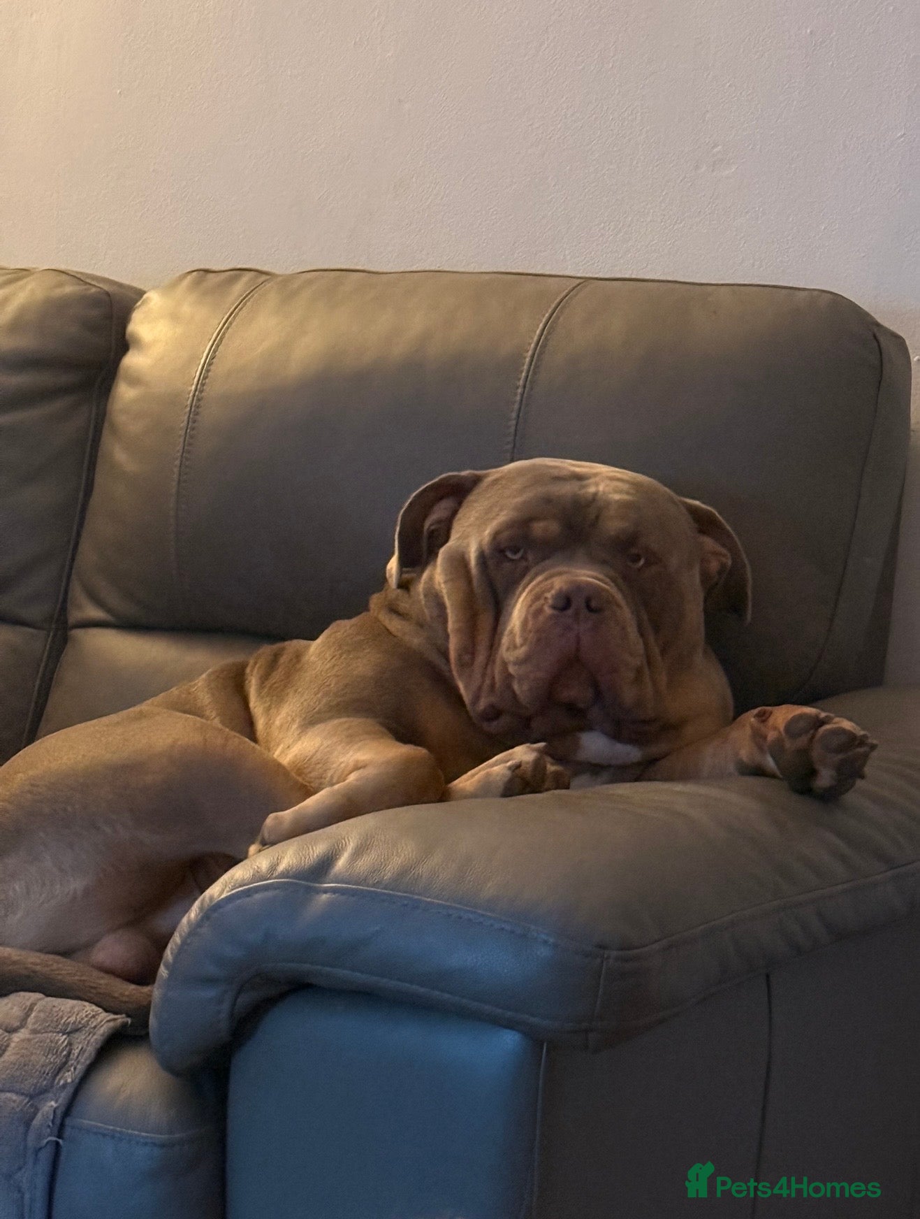 American Bully dogs for sale: Beautiful pocket bully OBI  - Advert 5
