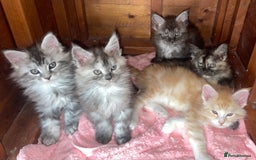 Maine Coon cats for sale: TICA registered Maine coon kittens  - Image 1