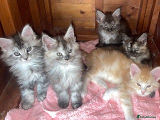 Maine Coon cats - Advert 6