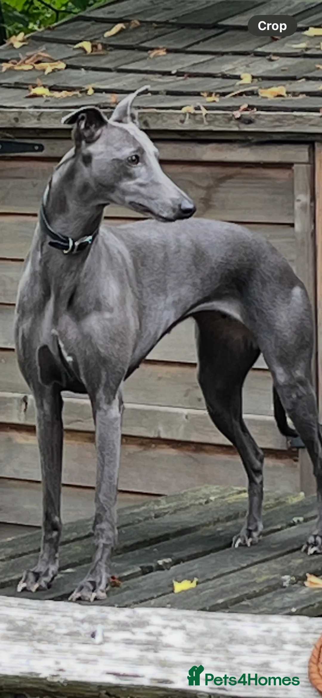 Whippet dogs for sale: Beautiful  KC whippet puppies  - Advert 2
