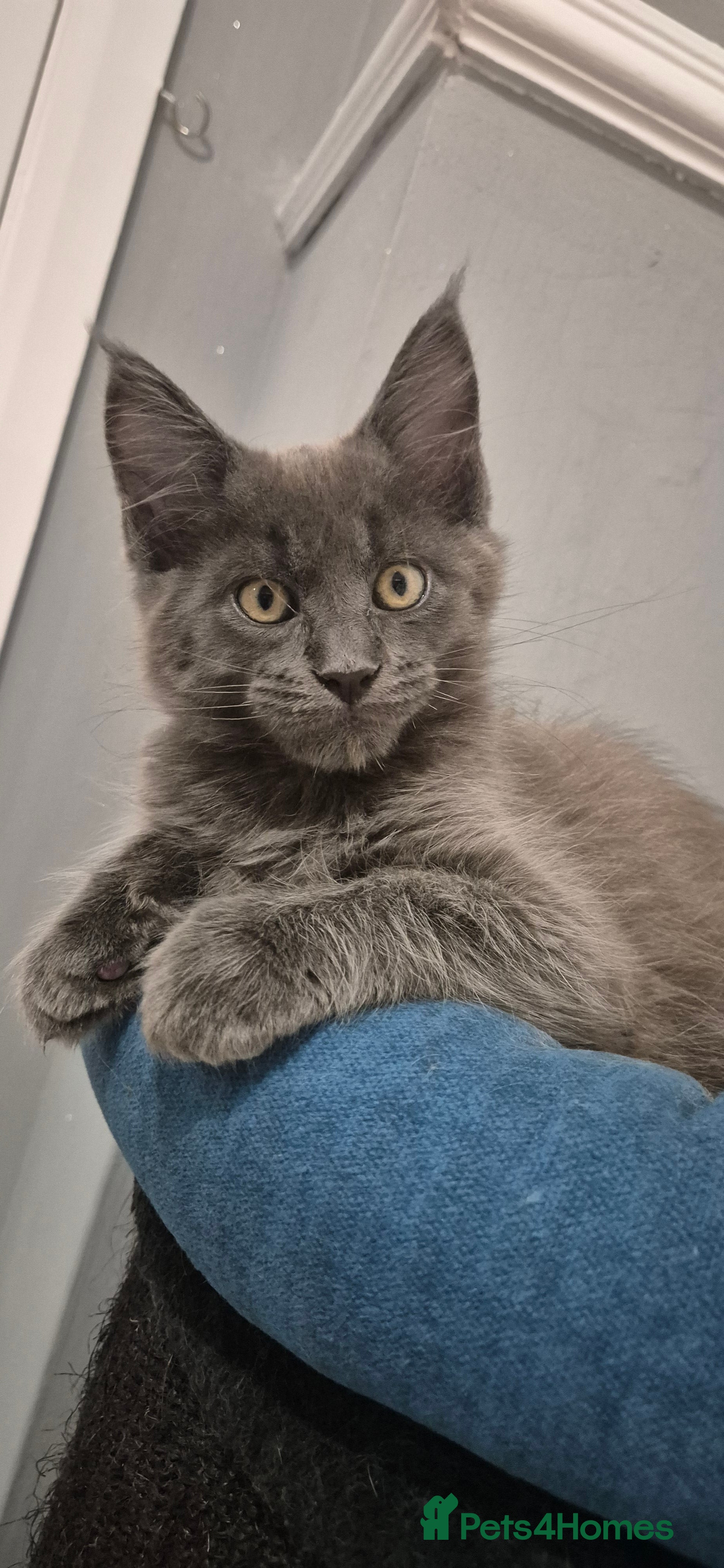 Maine Coon cats Maine Coon kittens  - Advert 6