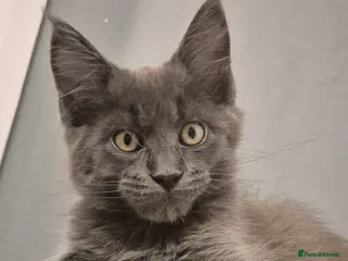 Maine Coon cats Maine Coon kittens - Advert 6