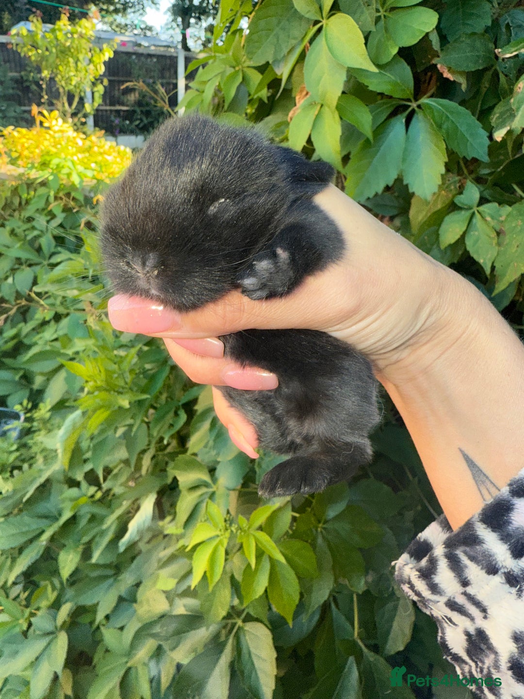 Mini Lop rabbits for sale: Top quality mini lop babies  - Image 12