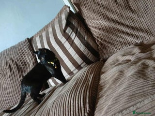 Mixed Breed cats - Advert 14