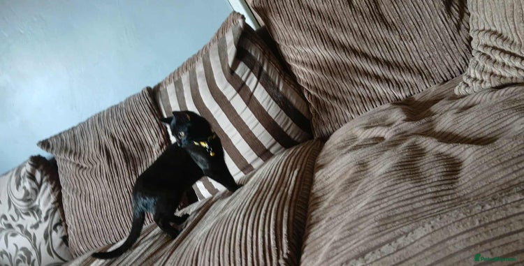 Mixed Breed cats - Advert 16