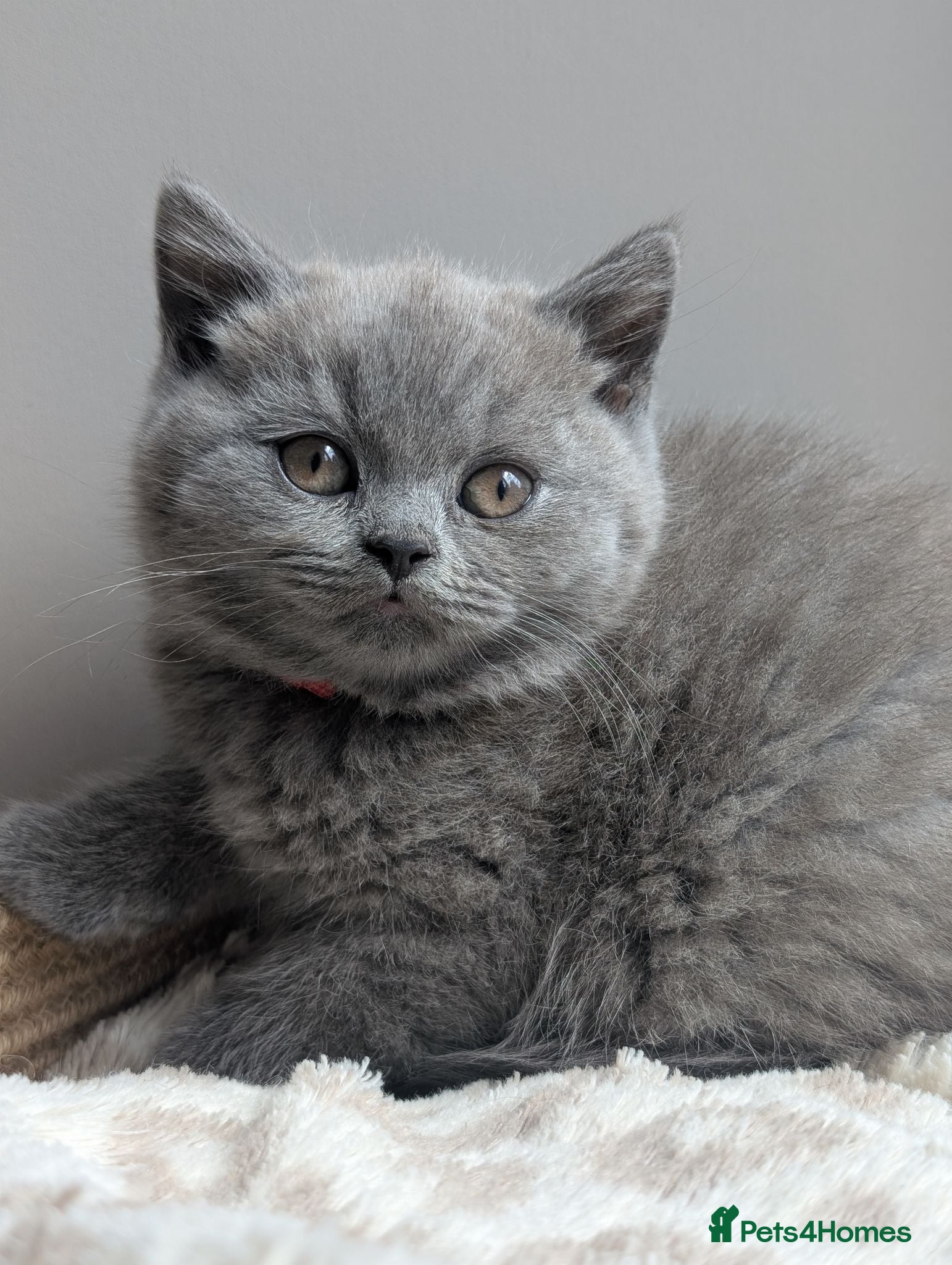 British Shorthair cats GCCF British Shorthair and longhair kittens  - Advert 17