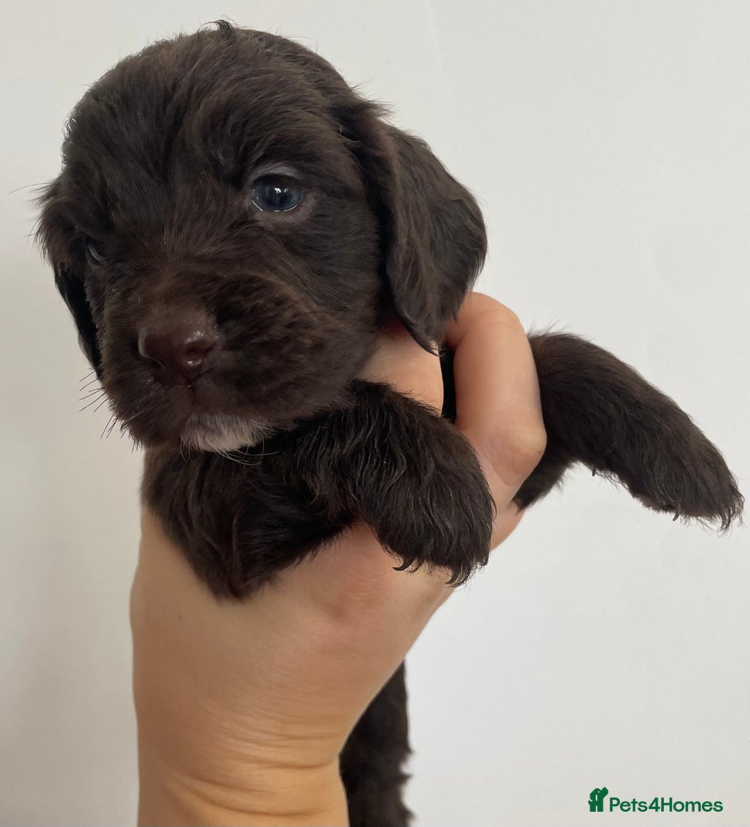 Cocker Spaniel dogs for sale: 8 cocker spaniels for reserve - Image 2