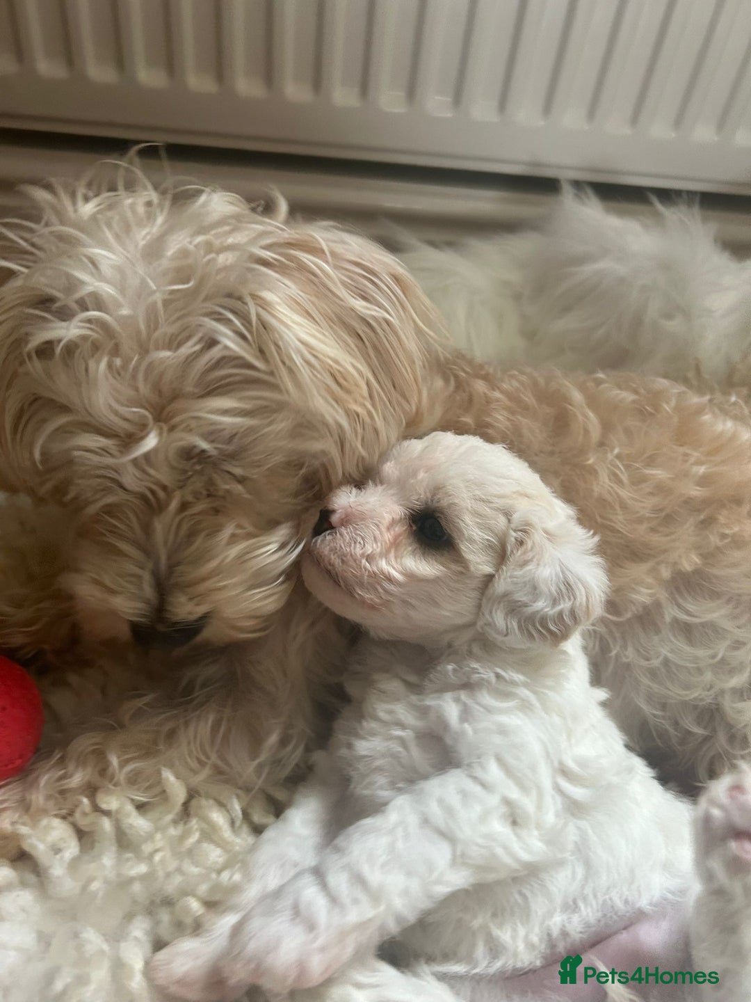 Jackapoo dogs for sale: Boris - Chai Latte - Gorgeous F1b Jackapoos Worcester - family home - Image 9