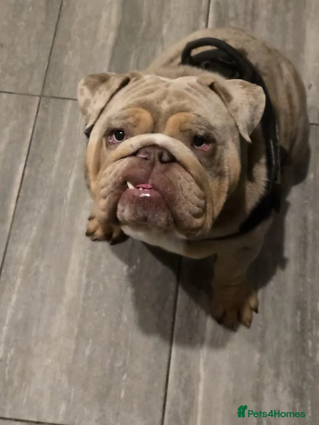 English Bulldog dogs for stud: Lilac Tri Merle English Bulldog in Barnsley - Advert 4