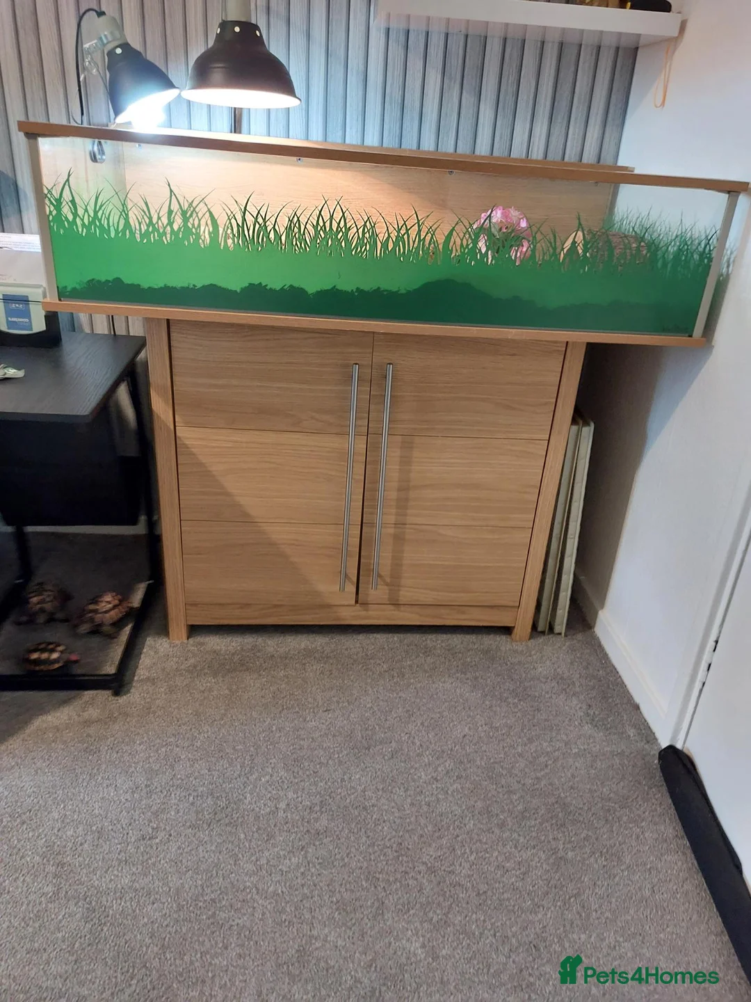 Tortoise reptiles for sale: Horsefeld tortoise & encloser &stand  in Irvine - Advert 6
