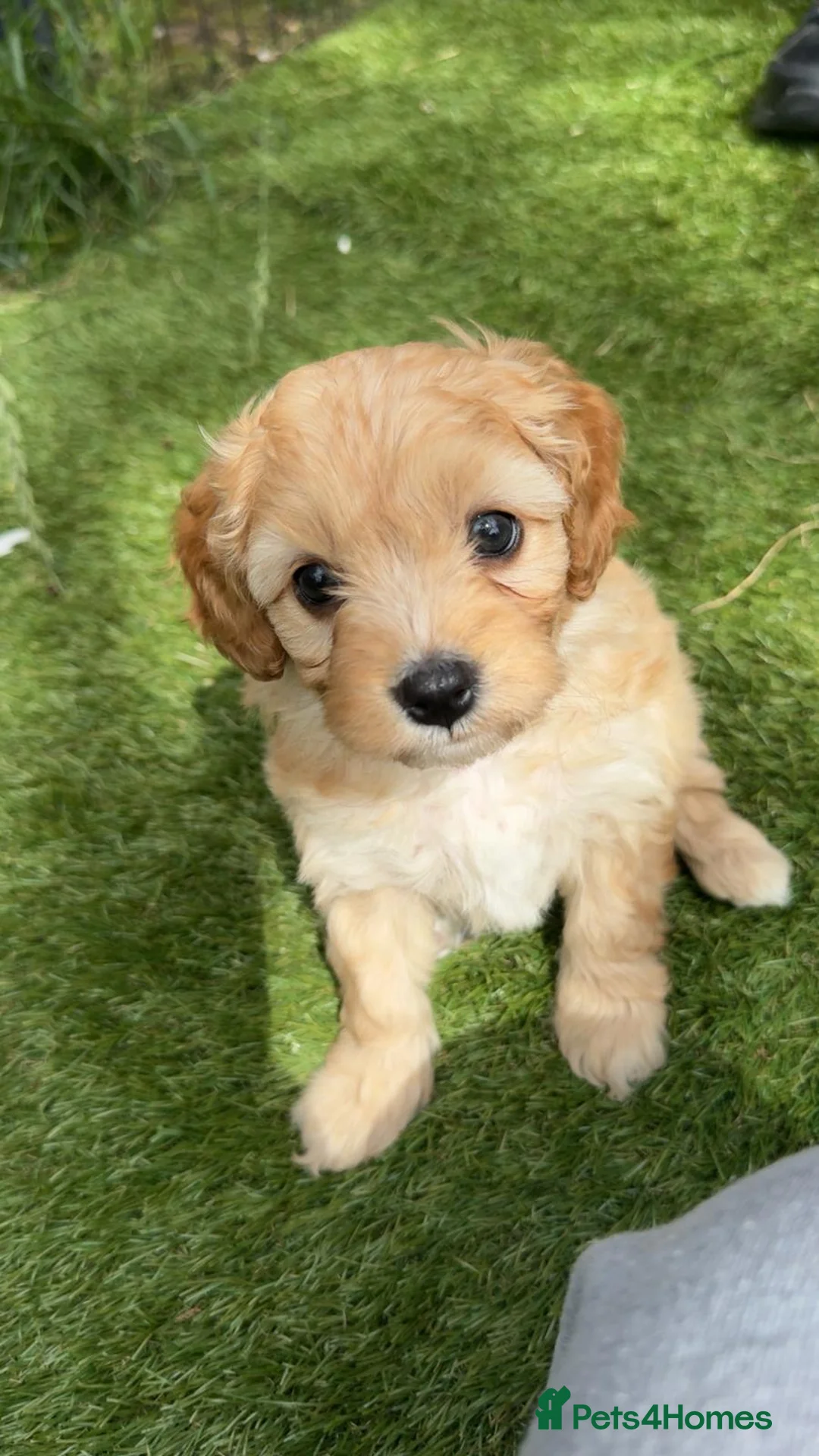 Cavapoo dogs for sale: F1 cavapoo puppies fully dna tested in Battle - Advert 9