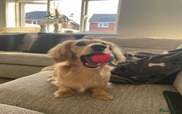 Miniature Dachshund dogs for sale: English Cream KC Reg PRA Clear Mini Dachshund  - Advert 31