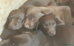 Labrador Retriever dogs for sale: Top Quality Chocolate Labrador Puppies  - Image 2