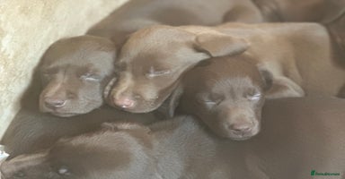 Labrador Retriever dogs - Advert 1