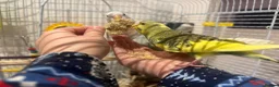 Budgerigars birds for sale: Friendly boy pair budgies with full setup! - Advert 7