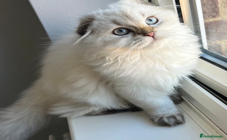Scottish Fold cats - Advert 6