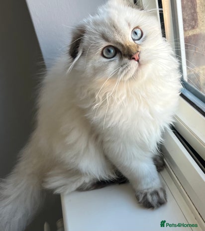 Scottish Fold cats - Advert 5