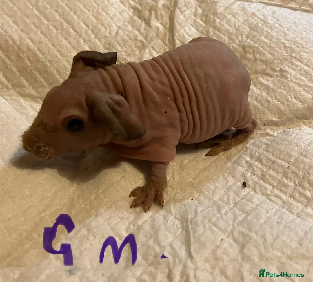 Guinea Pig rodents for sale: Well handled skinny pigs.  - Advert 12