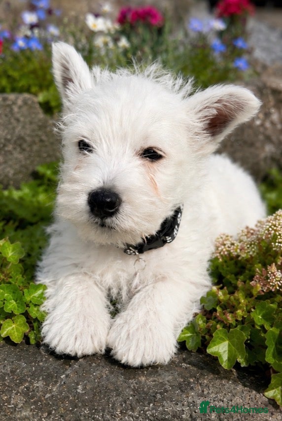 West Highland Terrier dogs Gorgeous Westie female puppies - Advert 2