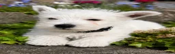 West Highland Terrier dogs for sale: Gorgeous Westie female puppies - Advert 3