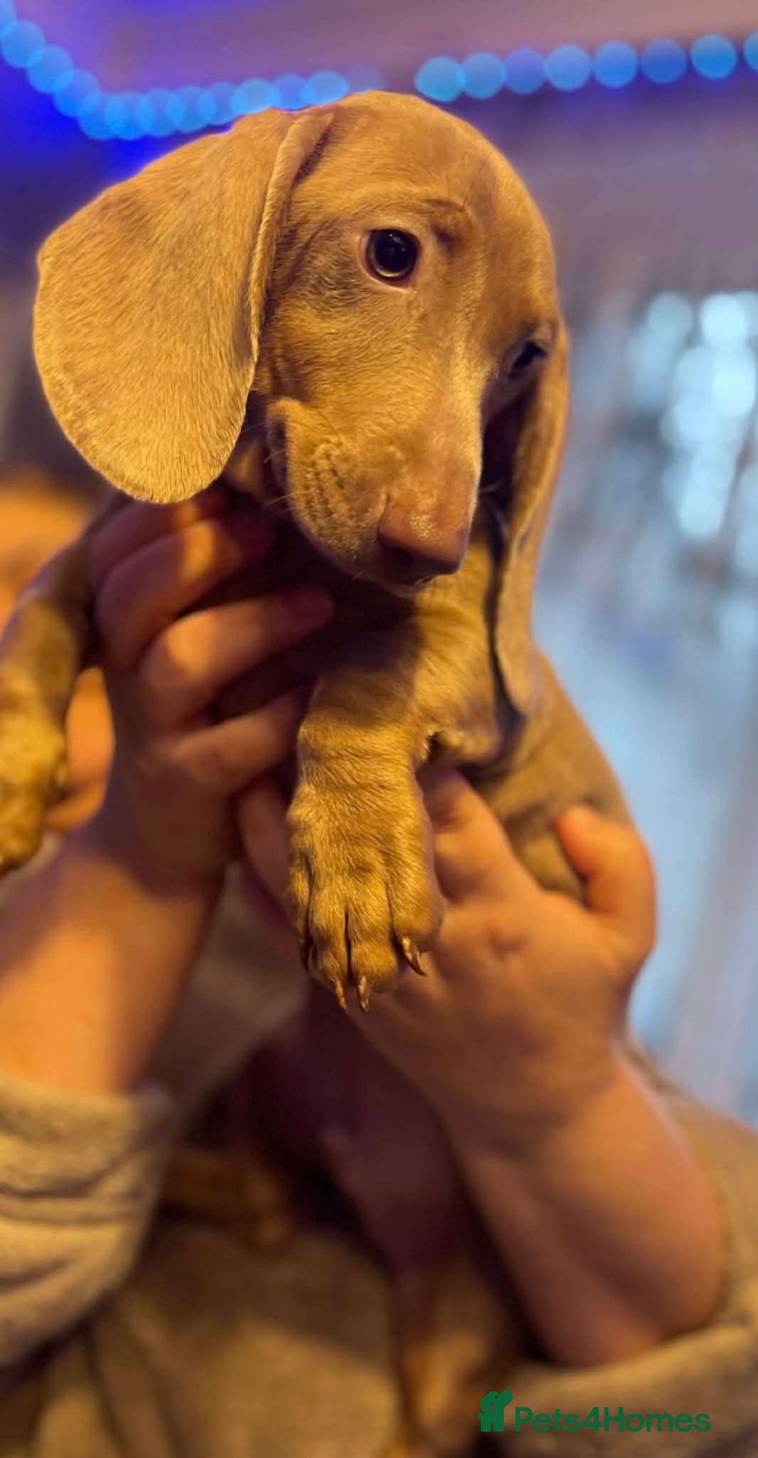 Miniature Dachshund dogs Isabelle miniature cream dachshund  - Advert 8