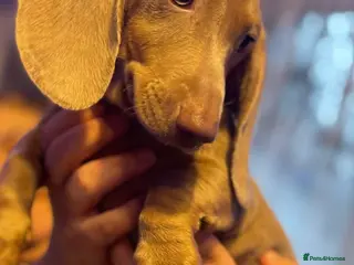 Miniature Dachshund dogs Isabelle miniature cream dachshund - Advert 8