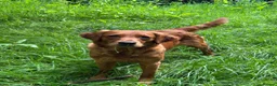 Golden Retriever dogs for sale:  Beautiful red golden retrievers 2 girls  2 boys - Advert 21