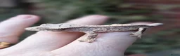 Gecko reptiles for sale: Various crested geckos - Advert 4